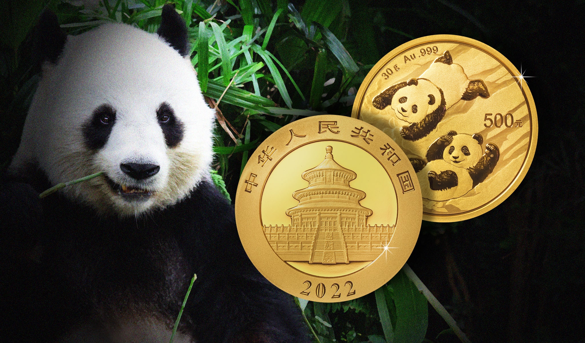 China Panda 2023 in Gold und Silber: Seit über 40 Jahren an der Spitze der Numismatik