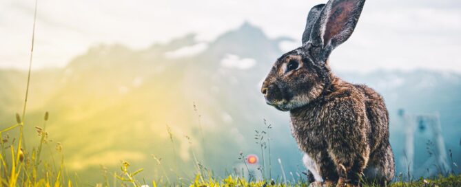 Goldene Geschenke zu Ostern: So finden Sie das perfekte Präsent fürs Nest