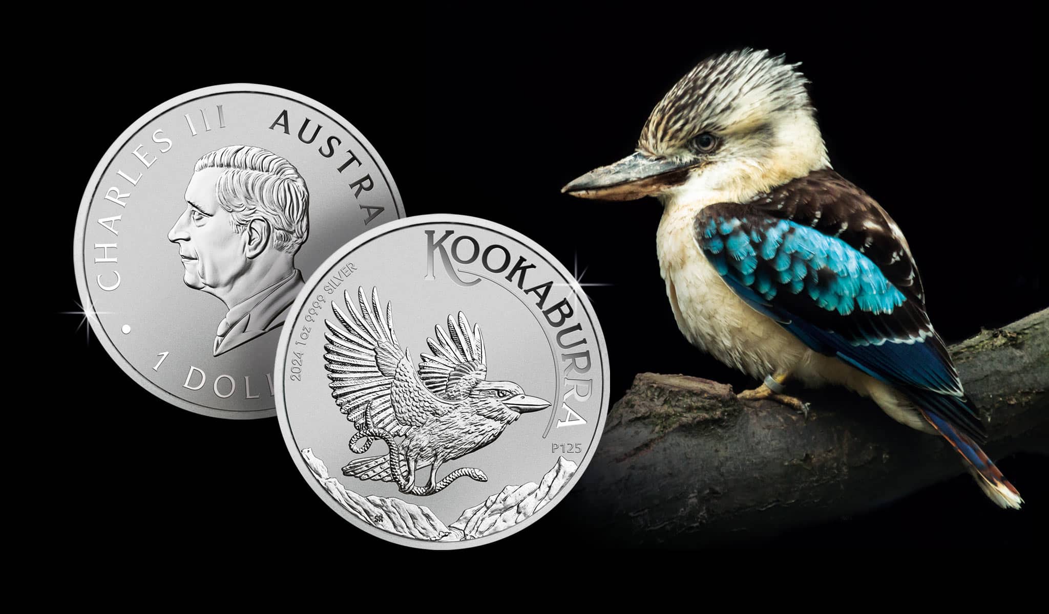 Kookaburra im Jahr 2024: Ein kleiner Vogel kommt ganz gross raus